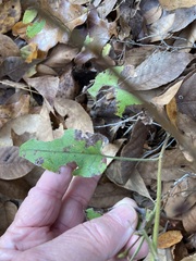Symphyotrichum anomalum