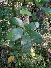 Pseudopanax lessonii