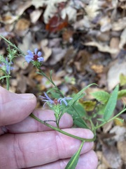 Symphyotrichum anomalum