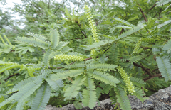 Mimosa tenuiflora
