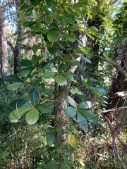 Pseudopanax lessonii