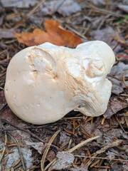 Hydnum washingtonianum