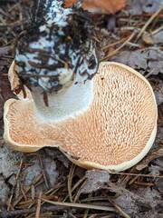 Hydnum washingtonianum