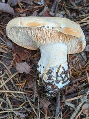 Hydnum washingtonianum