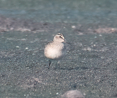 Calidris falcinellus