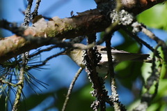 Phylloscopus