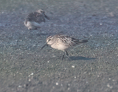 Calidris falcinellus