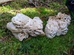 Hydnum washingtonianum