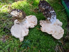 Hydnum washingtonianum