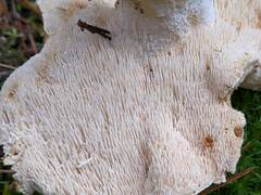 Hydnum washingtonianum