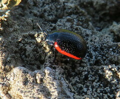 Chrysolina