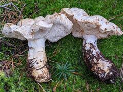 Hydnum washingtonianum