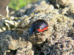 Chrysolina