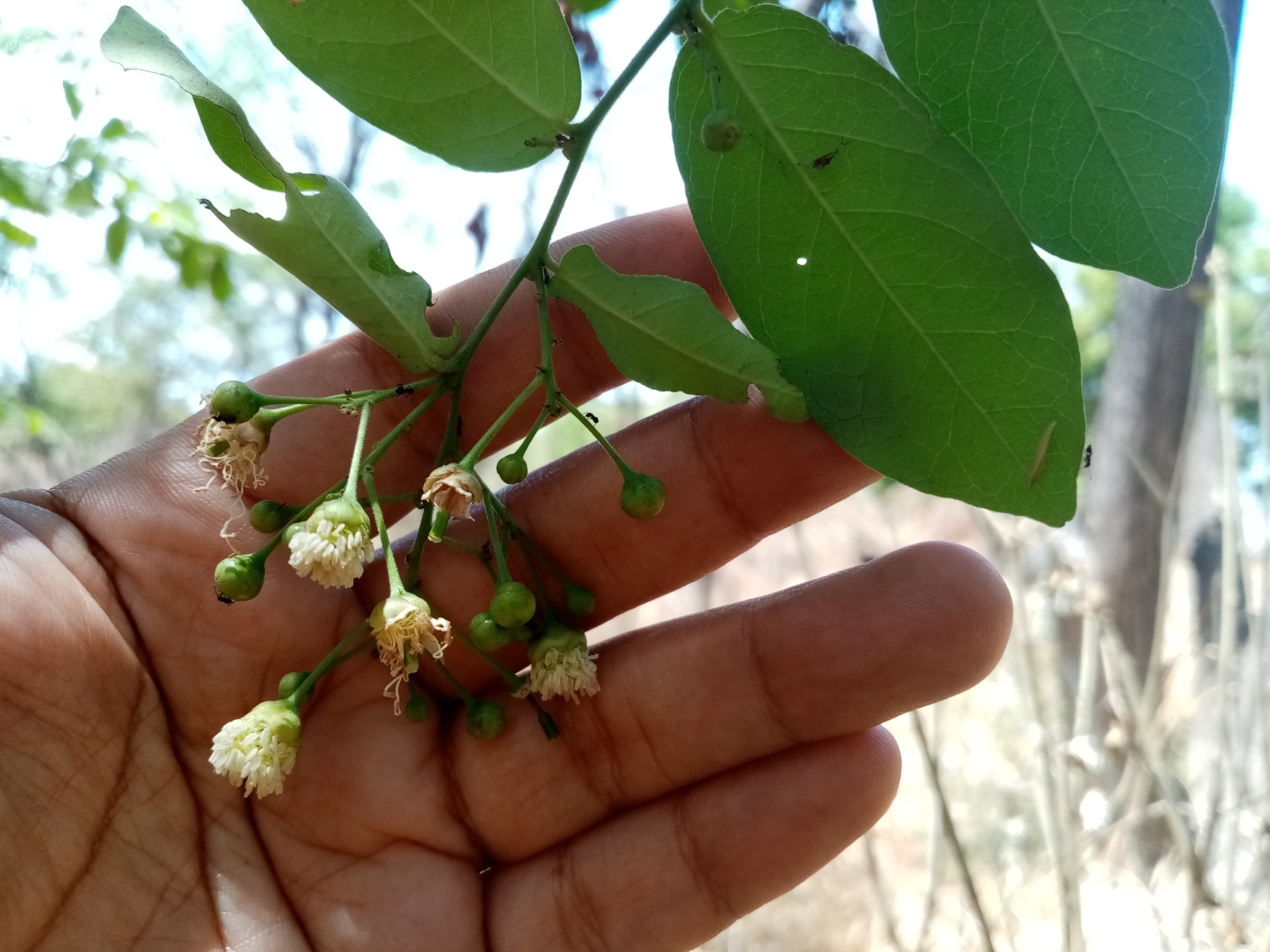 Morisonia heterophylla
