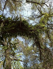 Microgramma squamulosa