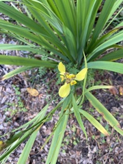 Trimezia steyermarkii