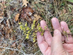 Solidago nemoralis