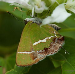 Chlorostrymon simaethis