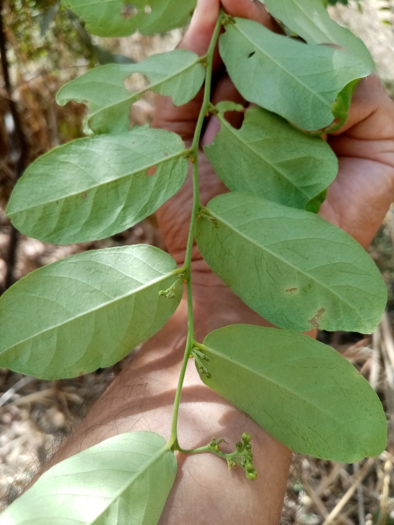 Morisonia heterophylla