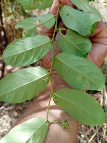 Image of Morisonia Heterophylla (Morisonia heterophylla) by (c) Pier Luiggi Maquilón, some rights reserved (CC BY)