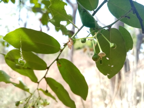 Image of Morisonia Heterophylla (Morisonia heterophylla) by (c) Pier Luiggi Maquilón, some rights reserved (CC BY)