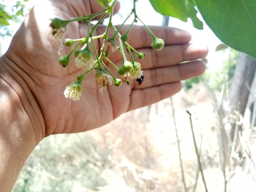 Image of Morisonia Heterophylla (Morisonia heterophylla) by (c) Pier Luiggi Maquilón, some rights reserved (CC BY)