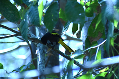 Cassiculus melanicterus