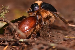 Pleocoma dubitabilis dubitabilis