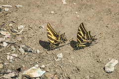 Papilio pilumnus