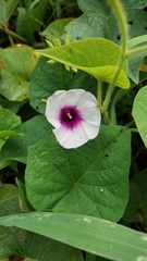 Ipomoea batatas
