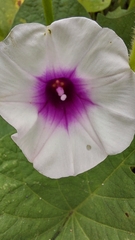 Ipomoea batatas