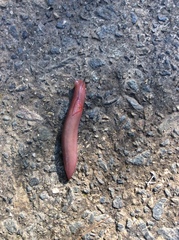 Triboniophorus graeffei