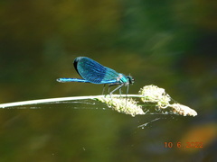 Calopteryx xanthostoma