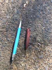 Triboniophorus graeffei