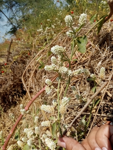 Alternanthera pubiflora, photograph 3