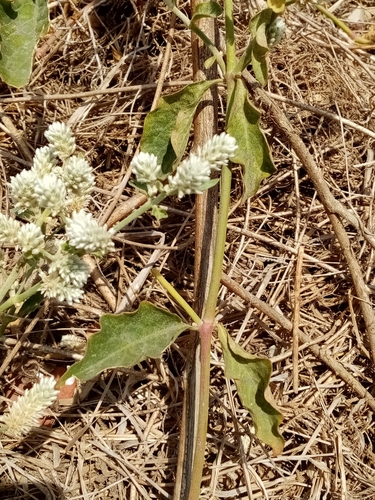 Alternanthera pubiflora, photograph 4