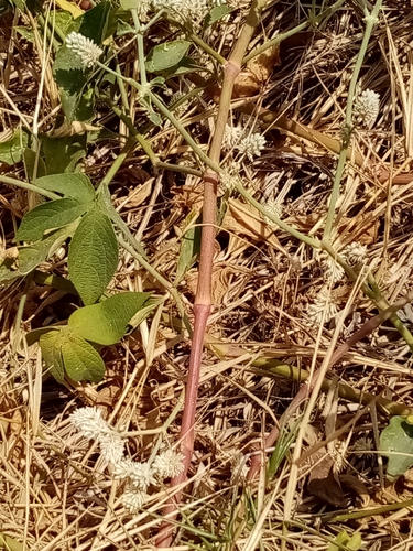 Alternanthera pubiflora, photograph 5