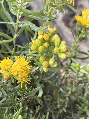 Euthamia gymnospermoides