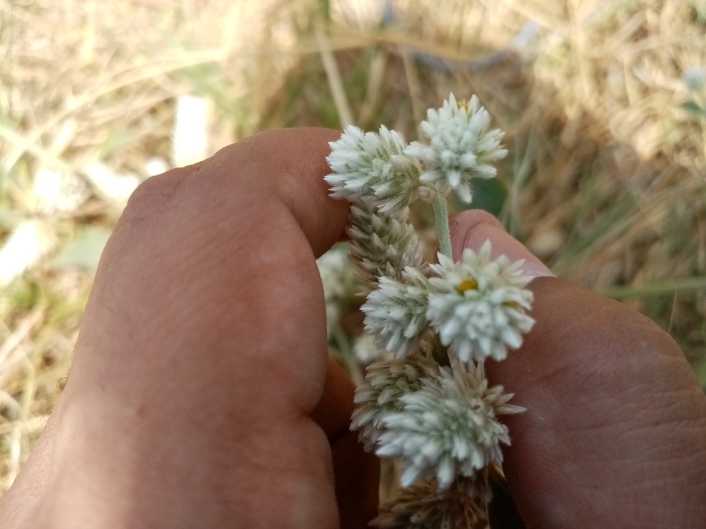 Alternanthera pubiflora; photograph (c) Pier Luiggi Maquilón, some rights reserved (CC BY)