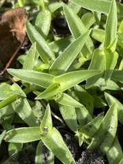 Ditaxis humilis