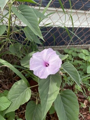 Ipomoea carnea