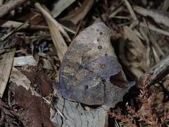 Melanitis phedima oitensis