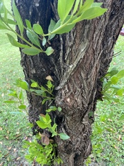Conocarpus erectus