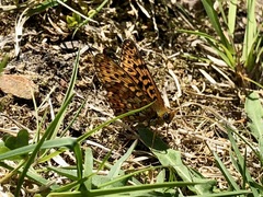 Boloria euphrosyne