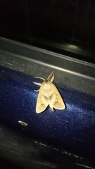 Clostera anastomosis