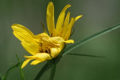 Tragopogon orientalis