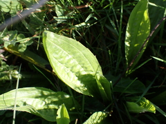 Plantago media