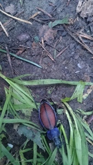 Carabus schoenherri