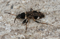Euander torquatus