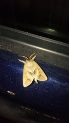 Clostera anastomosis